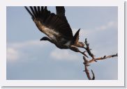 08AkageraAllDayGameDrive - 125 * African White-backed Vulture.